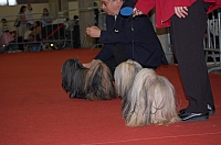 DSC_0558.jpg