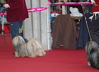 DSC_9011.jpg DSC_9011.jpg