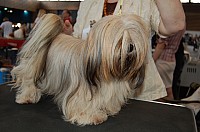 DSC_4234.jpg DSC_4234.jpg