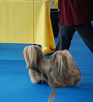 DSC_5950.jpg DSC_5950.jpg