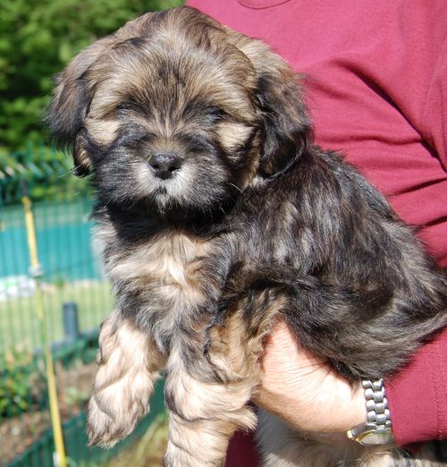 lhasa-apso boy 2
