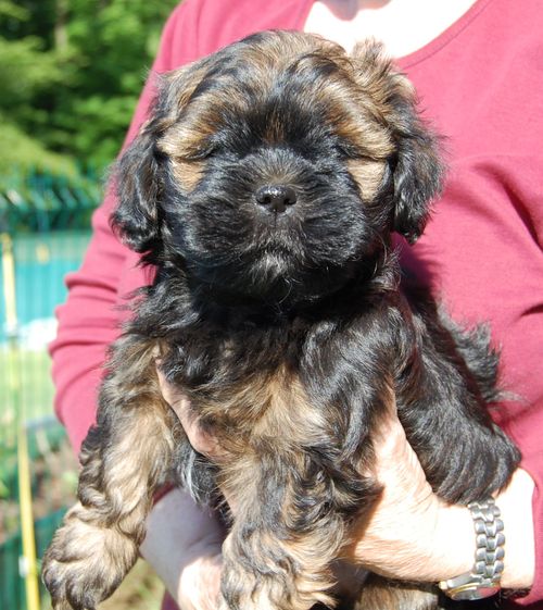 lhasa-apso boy 1