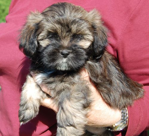 lhasa-apso girl 1