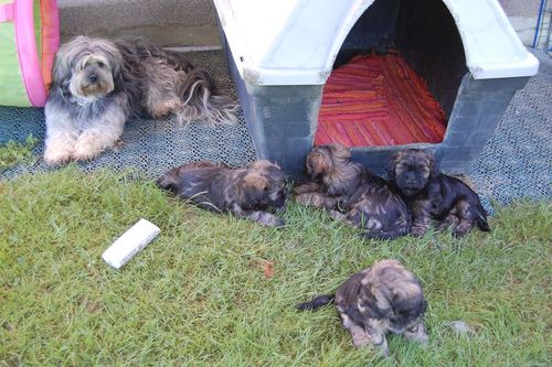 lhasa-apso puppies