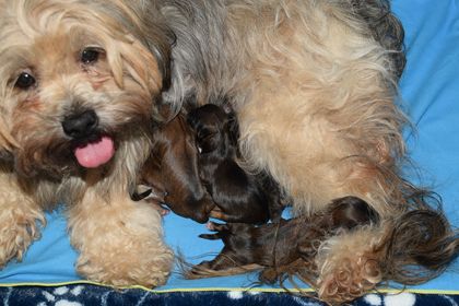 lhasa-apso puppies