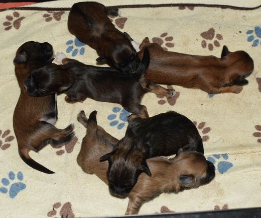 les 6