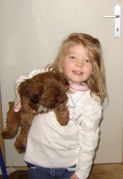 Quelques infos sur la race Lhassa-Apso