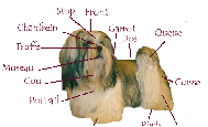 Quelques infos sur la race Lhassa-Apso