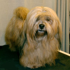 Kara Lhassa Apso