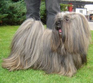 Min-Po du Val de Kyichu (Lhasa Apso Lhassa-Apso)