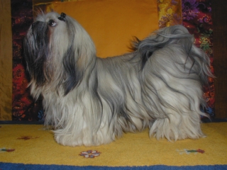 Rashmilla Lhasa-Apso